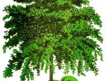 linden